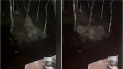 പാതിരാത്രിയിൽ വീടിന് പരിസരത്ത് വലിയ ശബ്ദം, വീട്ടുകാരിറങ്ങി നോക്കി, കണ്ടത് കക്കൂസ് കുഴിയിൽ കിടക്കുന്ന കാട്ടാനയെ