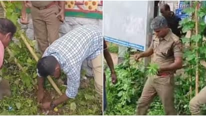 എംസി റോഡിൽ ബിഎസ്എൻഎൽ ഓഫീസിന്റെ മുൻവശം, 90 സെ.മീ ഉയരം; കഞ്ചാവ് ഉപയോഗം പിടിക്കാനെത്തിയ എക്സൈസ് സംഘം കണ്ടത്...