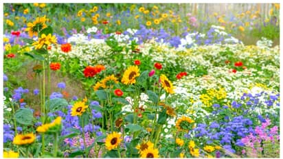  ചെടികൾ നന്നായി പൂവിടണോ? അറിയാം ചില പൊടിക്കൈകൾ