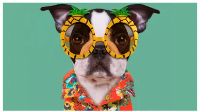 വേനൽക്കാലമെത്തി, നിങ്ങളുടെ വളർത്ത് മൃഗങ്ങൾക്ക് കഴിക്കാൻ കഴിയുന്ന 5 ഭക്ഷണങ്ങൾ ഇതാണ്