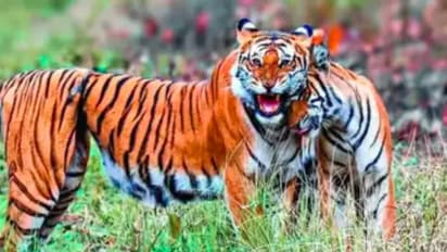 ಹಂದಿಗೆ ಹಾಕಿದ ಕೇಬಲ್ ಉರುಳಿಗೆ ಸಿಲುಕಿದ್ದರು ಬದುಕಿ ಮರಿಗಳಿಗೆ ಜನ್ಮ ನೀಡಿದ ಹುಲಿ