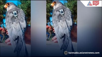 93 ಗಂಟೆ ಎಲ್ಲಿಯೂ ನಿಲ್ಲದೇ ನಿರಂತರ 3,800 ಕಿ. ಮೀ. ಹಾರಿದ ಅಮುರ್ ಫಾಲ್ಕನ್ ಹಕ್ಕಿ 