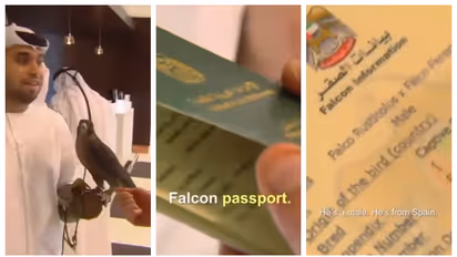 'അവനും നമ്മളോടൊപ്പം പറക്കും'; സ്വന്തമായി പാസ്പോർട്ടുള്ള ഫാൽക്കണിന്റെ വീഡിയോ വൈറല്