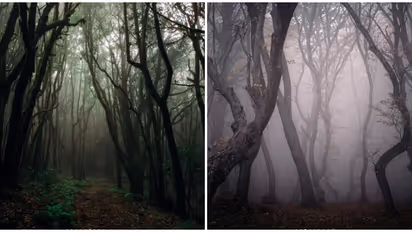 'പ്രേതങ്ങൾ ഭരിക്കുന്ന കാട്'; ധൈര്യശാലികളെ കാത്ത് ഹൊയ്യ ബിസിയു