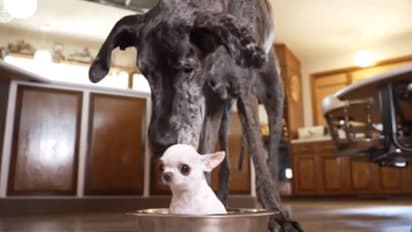 दुनिया के सबसे छोटे और बड़े डॉगी के बीच अनोखी मुलाकात का वीडियो वायरल