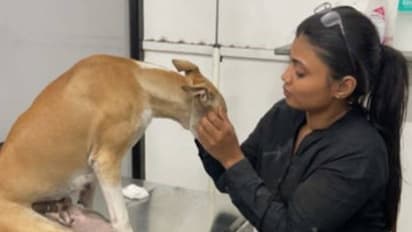 എംബിബിഎസ് പഠനം പാതിവഴിയിലുപേക്ഷിച്ചു, തെരുവിൽ കണ്ട നായകൾക്കും പൂച്ചകൾക്കും കരുതലേകാൻ