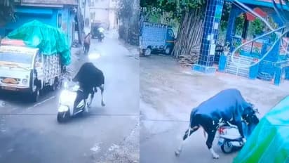 ಹೋರಿಯ ಸ್ಕೂಟಿ ರೈಡ್ :ಸಿಸಿಟಿವಿಯಲ್ಲಿ ಸೆರೆಯಾದ ದೃಶ್ಯ ನೋಡಿ ಶಾಕ್ ಆದ ಜನ