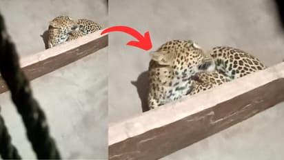 leopard enters house karauli rajasthan rescue operation