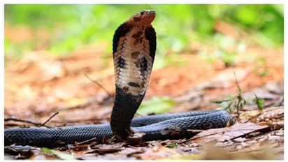 ഇഴജന്തുക്കളെ തുരത്താൻ ഇതാ ചില പൊടിക്കൈകൾ