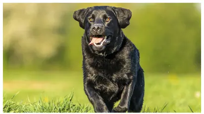 വീട്ടിൽ ലാബ്രഡോർ റിട്രീവർ ഉണ്ടോ? എങ്കിൽ ഇക്കാര്യങ്ങൾ നിങ്ങൾക്കുള്ളതാണ് 