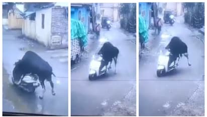 'ടെസ്റ്റ് ഡ്രൈവാണ് സാറേ...'; വഴിയരികില്‍ നിർത്തിയിട്ട സ്ക്കൂട്ടർ 'മോഷ്ടിക്കുന്ന' പശുവിന്‍റെ വീഡിയോ വൈറൽ 