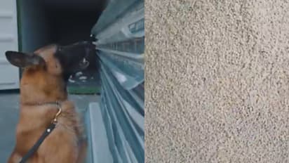 പൊലീസ് നായ്ക്കൾ മണത്തറിഞ്ഞു, ഇന്സുലേറ്റിംഗ് പാനലുകള്ക്കകത്ത് അതിവിദഗ്ധമായി ഒളിപ്പിച്ച ലഹരി ഗുളികകൾ പിടികൂടി