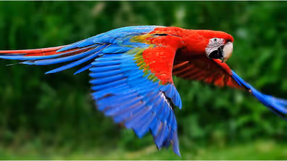 തിരുവനന്തപുരം മൃഗശാലയില് നിന്ന് മക്കൗ ഇനത്തില്പ്പെട്ട തത്ത പറന്നുപോയി; നഷ്ടപ്പെട്ടത് ലക്ഷങ്ങൾ വിലയുള്ള തത്ത