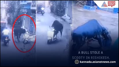 ರಸ್ತೆಯಲ್ಲಿ ನಿಲ್ಲಿಸಿದ್ದ ಬೈಕ್​ ಎಳೆದು ಕದ್ದೊಯ್ದ ಗೂಳಿ! ಕಣ್ಣುಗಳನ್ನೇ ನಂಬಲಾಗದ ವಿಡಿಯೋ ವೈರಲ್​ 
