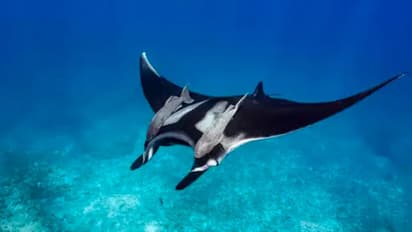 ತಮ್ಮ ನೋಟದಿಂದಲೇ ಬೆಚ್ಚಿ ಬೀಳಿಸುವ ಆದರೆ ಸ್ವಲ್ಪವೂ ಅಪಾಯಕಾರಿಯಲ್ಲದ ಪ್ರಾಣಿಗಳಿವು