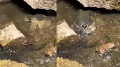 അമ്പമ്പോ, ആമ ഇത്ര ഭീകരനായിരുന്നോ? പതിയെ പുറത്തേക്ക്, ഒറ്റയടിക്ക് പാമ്പിനെ വിഴുങ്ങി