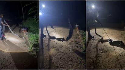 അർദ്ധരാത്രിയിൽ വീട്ടുപറമ്പിൽ മലമ്പാമ്പ്; പാമ്പ് പിടുത്തക്കാരനെത്തി സാഹസികമായി പിടികൂടി, സംഭവം കൂറ്റനാട്