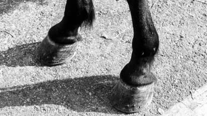 വീഡിയോ വൈറൽ, രോഷമടങ്ങാതെ ആളുകള്‍, ചൂടത്ത് നടുറോഡിൽ കുഴഞ്ഞുവീണ് കുതിര, ഉടമയ്ക്കെതിരെ കേസ്