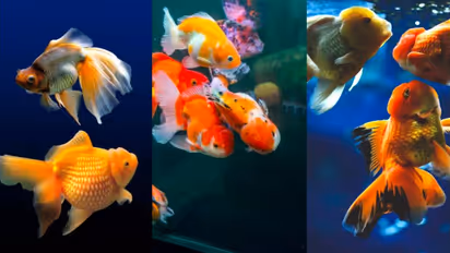  ಮನೆಗೆ ಗೋಲ್ಡ್‌ಫಿಶ್‌ ತರುವ ಮೊದಲು ಈ 8 ವಿಚಾರಗಳು ನಿಮ್ಮಗಮನದಲ್ಲಿರಲಿ