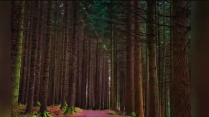 ಆತ್ಮಗಳ ಸಂಚಾರವಿದೆ ಎನ್ನಲಾಗುವ ಜಗತ್ತಿನ 7 ಅತೀ ಭಯಾನಕ ಕಾಡುಗಳಿವು