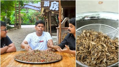 കേരള സ്റ്റൈലിൽ തേൾ ഫ്രൈയുമായി ഫിറോസ് ചുട്ടിപ്പാറ, പൊരിച്ചെടുത്തത് 1000 തേളിൻകുഞ്ഞുങ്ങളെ