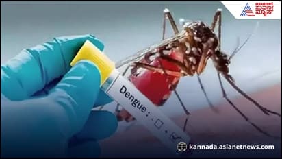 ರಾಜ್ಯದಲ್ಲಿ ಹೆಚ್ಚುತ್ತಿದೆ ಡೆಂಗ್ಯೂ… ರೋಗ ಬಾರದಂತೆ ತಡೆಯಲು ಈ ಆಹಾರ ಸೇವಿಸಿ