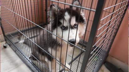 Hyderabad: పెంపుడు కుక్క దాడిలో య‌జ‌మాని మృతి.. మ‌ర్మంగాల‌ను కొరక‌డంతో 