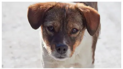 ഏഴ് വർഷത്തിനിടെ 28കാരി രക്ഷിച്ചത് 500ലധികം നായ്ക്കളെ