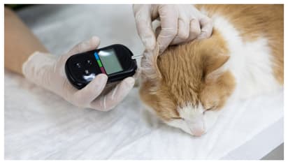 'പൂച്ചകൾക്ക് പ്രമേഹം ഉണ്ടാകുമെന്ന് പലർക്കും അറിയില്ല'; അനുഭവം പങ്കുവെച്ച് യുവതി