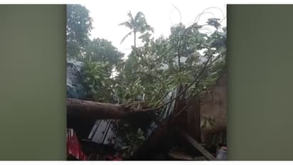 വെളുപ്പിന് 5 മണിക്ക് തേക്കുമരം ഒടിഞ്ഞ് ലേബർ ക്യാംപിന് മുകളിലേക്ക് വീണു; ഒരാൾ മരിച്ചു, 3 പേർക്ക് പരിക്ക്