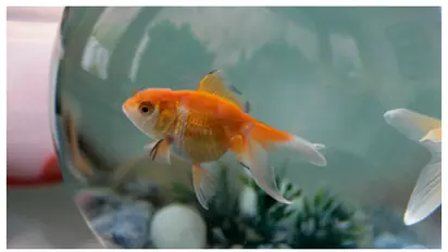 ഗോൾഡ് ഫിഷിനെ വളർത്താൻ പ്ലാനുണ്ടോ? ഈ 8 കാര്യങ്ങൾ അറിഞ്ഞിരിക്കണം