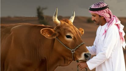 அரபு நாடுகளுக்கு இந்திய மாட்டுச் சாணம் ஏற்றுமதி ஏன்? 