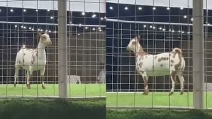 വിറ്റ് പോയത് 16 ലക്ഷത്തിന്, ഇതാണ് സലാലി ആടുകൾ, വിറ്റത് യുഎഇയിൽ നടന്ന ലേലത്തിൽ