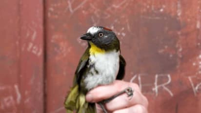 ഒന്നു തൊട്ടാൽ മതി വിഷം ശരീരത്തിൽ കയറും; സൂക്ഷിക്കണം ഈ പക്ഷികളെ