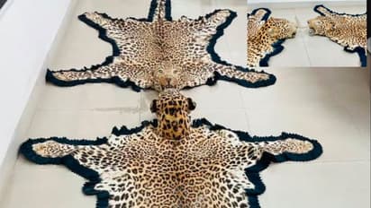 ತಲೆ ಇದ್ದ ಚಿರತೆಯ ಚರ್ಮ, ಕಾಡುಹಂದಿಯ ಕೋರೆ ವಶಕ್ಕೆ ಇಬ್ಬರ ಬಂಧನ