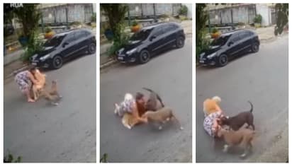 പിറ്റ് ബുള്ളുകളിൽ നിന്ന് വളർത്ത് നായയെ രക്ഷിക്കാനുള്ള ശ്രമം; ഗർഭിണിയായ സ്ത്രീ വയറടിച്ച് നിലത്ത് വീണു, വീഡിയോ