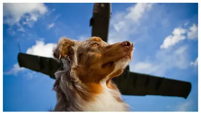 പെറ്റ് സെറ്റ് ഗോ: വളർത്ത് മൃഗങ്ങൾക്കൊപ്പം സന്തോഷത്തോടെ യാത്ര ചെയ്യാം; കൂടുതൽ സൗകര്യങ്ങൾ ഒരുക്കാൻ എയർലൈനുകൾ