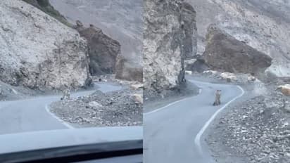 അപൂർവങ്ങളിൽ അപൂർവമായ കാഴ്ച, ശരിക്കും ഭാഗ്യവാന്മാർ, വിനോദസഞ്ചാരികൾക്ക് മുന്നിലൊരു ഹിമപ്പുലി!