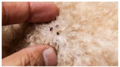 ಮನೆಯಲ್ಲಿ ಸಾಕುಪ್ರಾಣಿಗಳಿಗೆ ಉಣ್ಣೆ, ಚಿಗಟ ಕಾಟವೇ ಸುಲಭವಾಗಿ ತೊಡೆದು ಹಾಕಲು ಇಷ್ಟು ಮಾಡಿ ಸಾಕು!