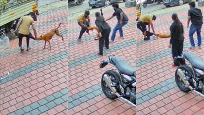 ഓടിവന്ന് കടിച്ച നായ എന്ത് ചെയ്തിട്ടും കടി വിടുന്നില്ല; ഒടുവിൽ പാന്റ്സ് ഊരിയെറിഞ്ഞ് രക്ഷപ്പെട്ട് യുവാവ്