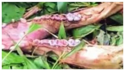 ചക്ക പറിക്കാൻ പോയപ്പോൾ കാട്ടുപന്നിയുടെ ജഡം, നാട്ടുകാരെ വിളിച്ച് തിരിച്ചെത്തിയപ്പോഴേക്കും എല്ലും തോലും മാത്രം!