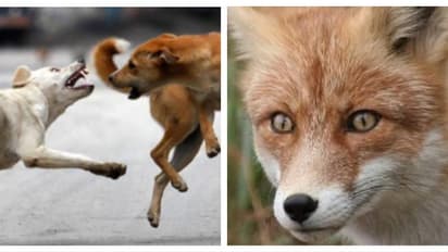 വടകരയിൽ 5 പേർക്ക് കുറുക്കന്റെ കടിയേറ്റു; ഒരാൾക്ക് നായയുടെ ആക്രമണത്തിൽ പരിക്ക്, ആശുപത്രിയിൽ 