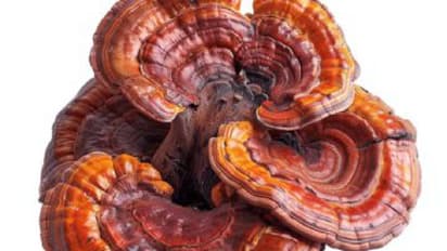 scientist warn about Deadly Fungus