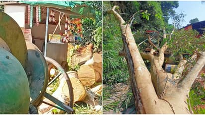 നിന്ന നിൽപ്പിൽ ഭീമൻ മരം കടപുഴകി വീണു, കോഴിക്കോട് കോണ്‍ക്രീറ്റ് ജോലി ചെയ്തിരുന്ന 4 തൊഴിലാളികൾക്ക് അത്ഭുത രക്ഷ