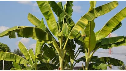 ഏയ് ബനാനെ ഒരു കായ് തരാമോ! വാഴവെച്ചിട്ടും കാര്യമുണ്ടായില്ല, ഒരു ലക്ഷം രൂപ നഷ്ടപരിഹാരത്തിന് ഉത്തരവ്