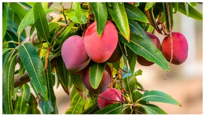 വിളിപ്പേര് 'സൂര്യന്‍റെ മുട്ട', വില ലക്ഷങ്ങൾ, കാഴ്ചയില്‍ ചുവന്ന മുട്ട, ഇതാണ് ലോകത്തിലെ ഏറ്റവും വില കൂടിയ മാങ്ങ