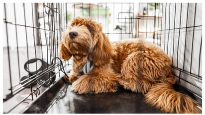 ನಿಮ್ಮ ಸಾಕು ನಾಯಿಗೆ ಗೂಡು ಸಿದ್ಧಪಡಿಸುವಾಗ ಈ ವಿಷಯ ನೆನಪಿನಲ್ಲಿಟ್ಕೊಳ್ಳಿ!