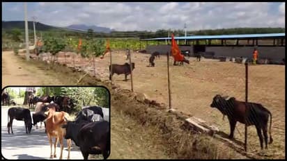 ಪುಣ್ಯಕೋಟಿ ಯೋಜನೆಗೆ ಅನುದಾನ ನೀಡುವಂತೆ ಕೇಂದ್ರದ ಮೊರೆ ಹೋದ ಗೋಶಾಲೆಗಳು