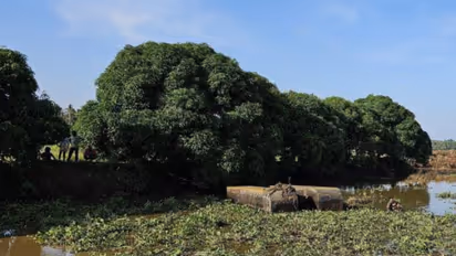 ആലപ്പാട് കനാൽ വൃത്തിയാക്കുന്നതിനിടെ ജെസിബി മറിഞ്ഞ് തൊഴിലാളിയെ കാണാതായി