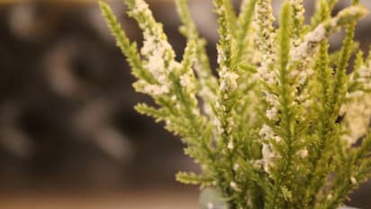 ঘর সাজাবে, ঘরের হাওয়াও দূষণমুক্ত করবে এই ৫টি গাছ, আপনার বাড়িতে আছে তো?